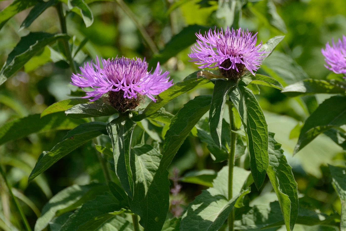 Image of Centaurea abnormis specimen.