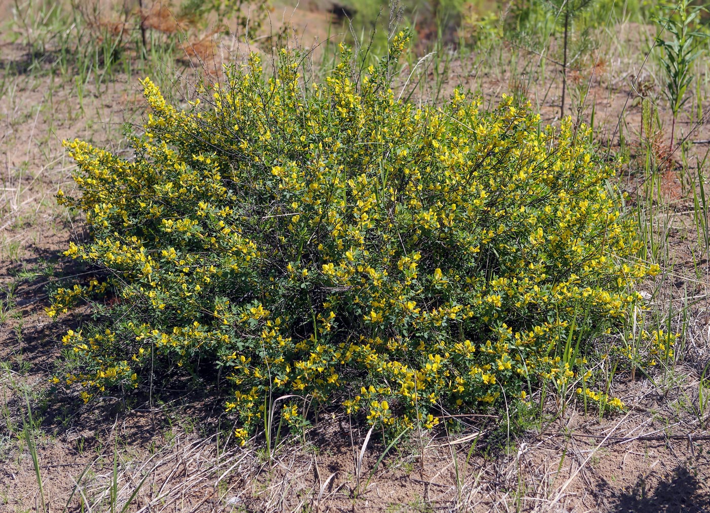 Изображение особи Chamaecytisus ruthenicus.