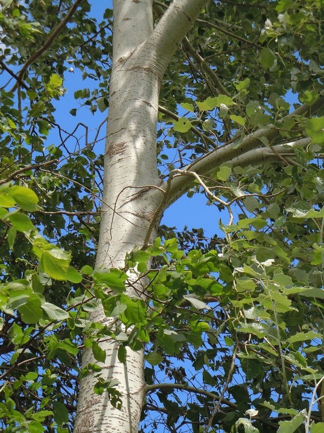Image of Populus × canescens specimen.