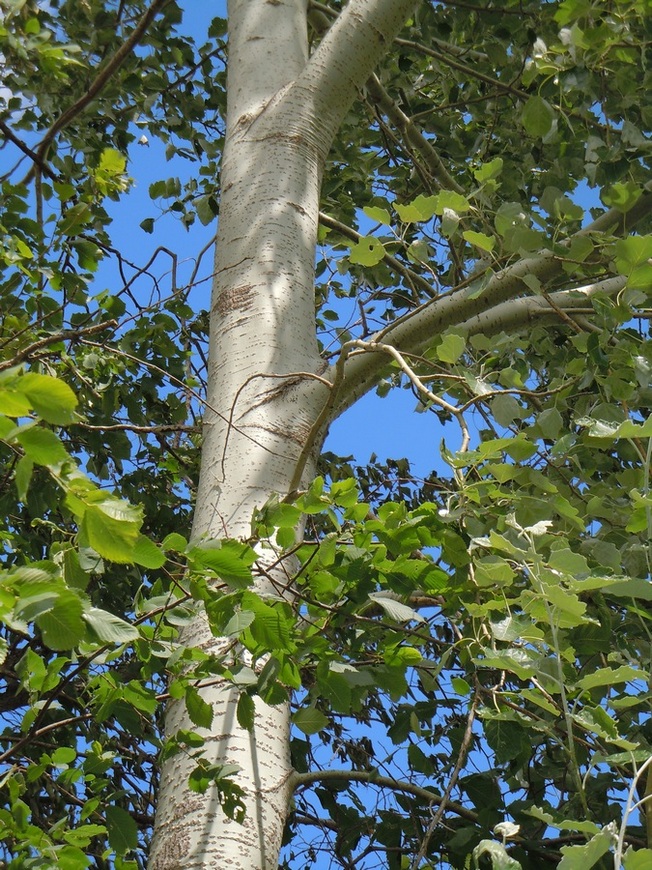 Image of Populus &times; canescens specimen.