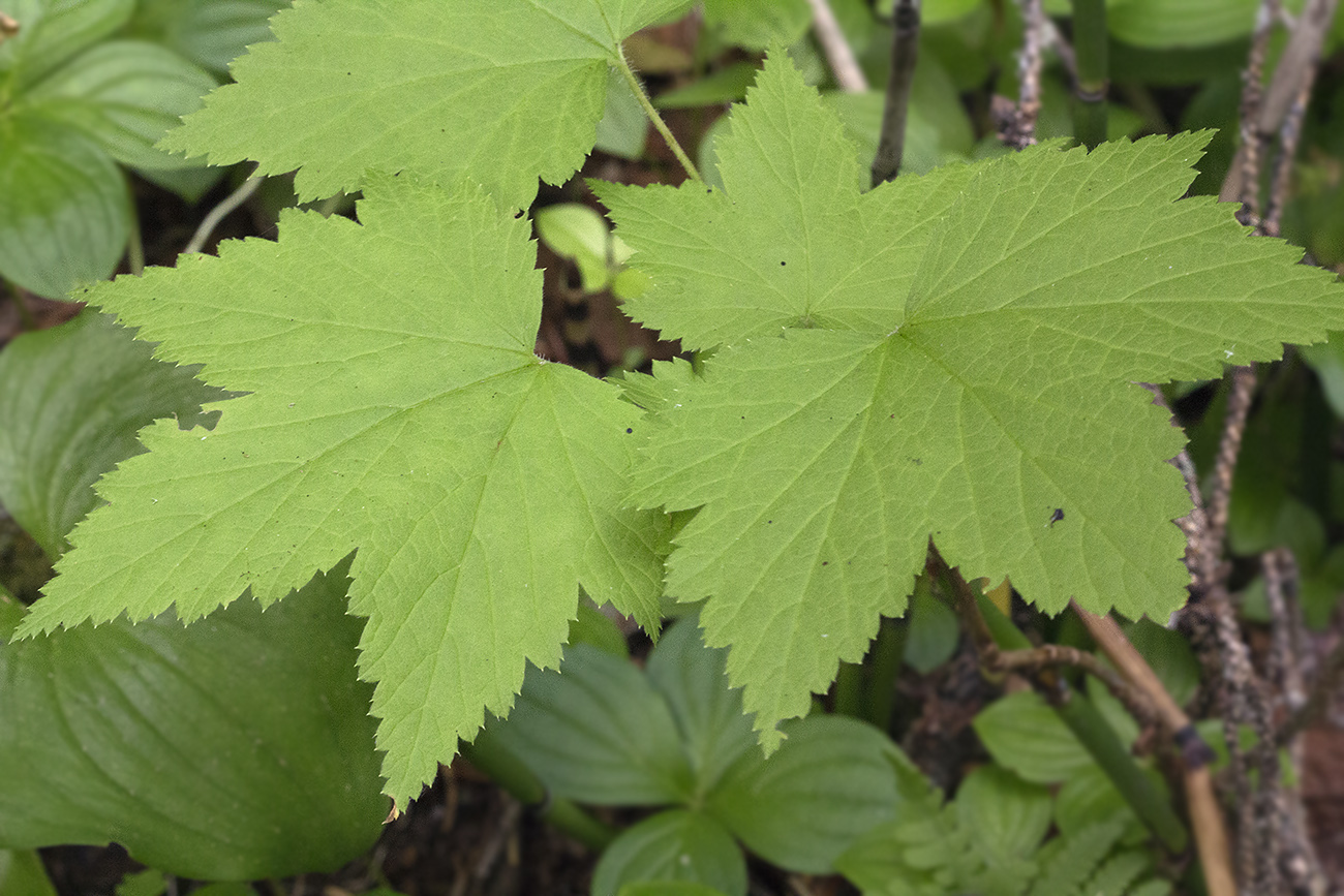 Image of Ribes pallidiflorum specimen.