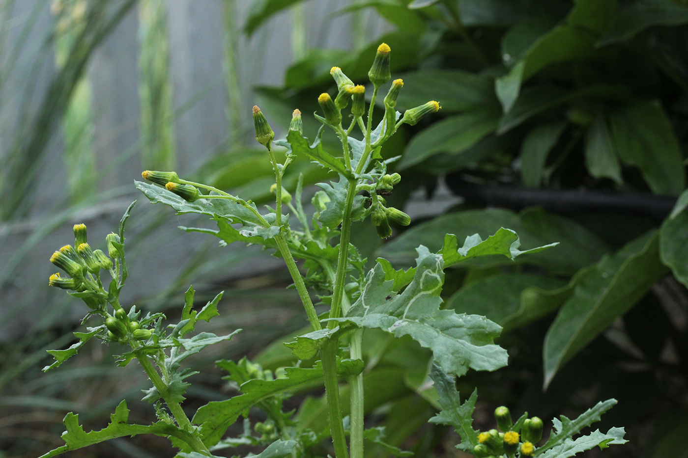 Изображение особи Senecio vulgaris.