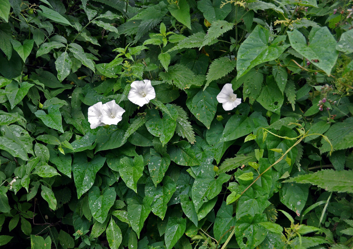 Изображение особи род Calystegia.