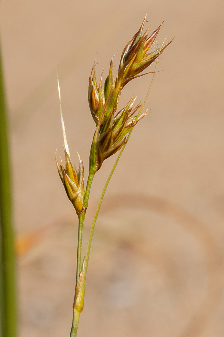 Изображение особи Carex arenaria.