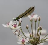 Butomus umbellatus