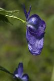 Aconitum fischeri