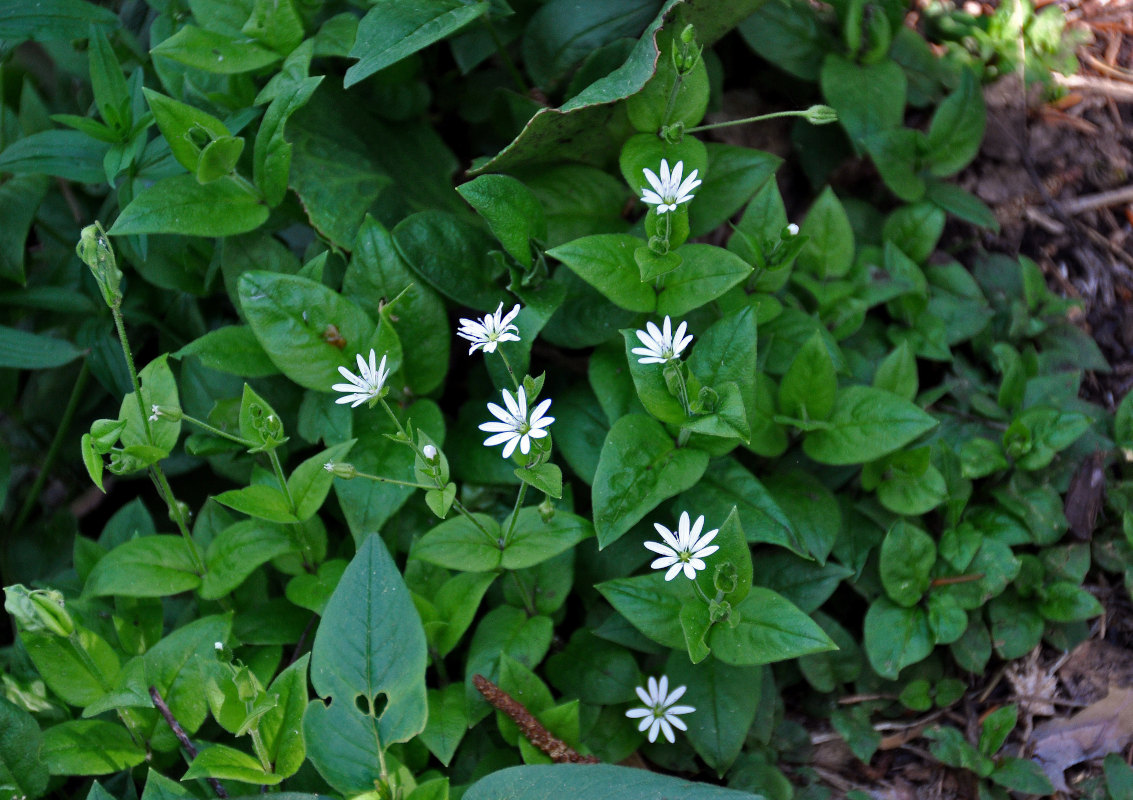 Image of Stellaria bungeana specimen.