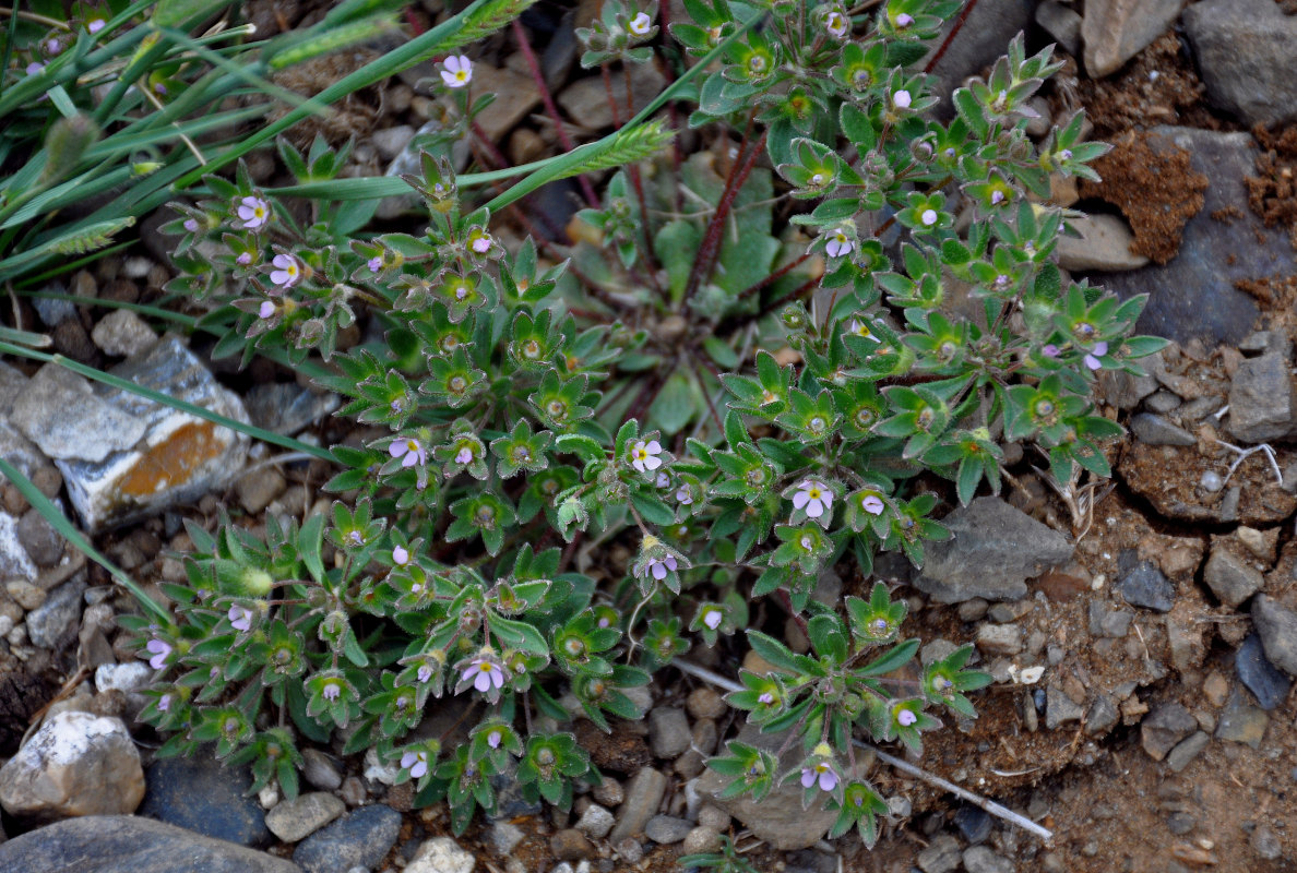 Image of Androsace maxima specimen.