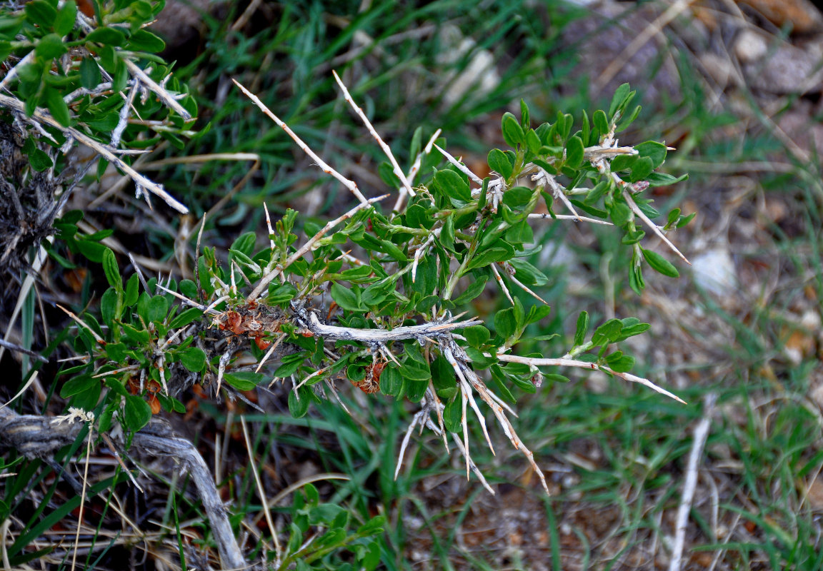 Image of Atraphaxis pungens specimen.