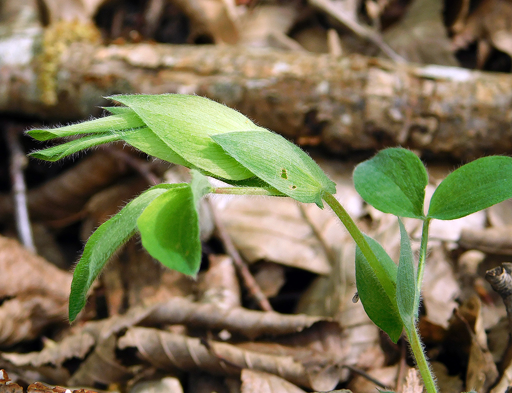 Image of Lathyrus laxiflorus specimen.