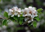 genus Pyrus. Верхушка ветви с соцветиями. Крым, окр. родника Ай-Алексий, опушка букового леса. 05.05.2011.