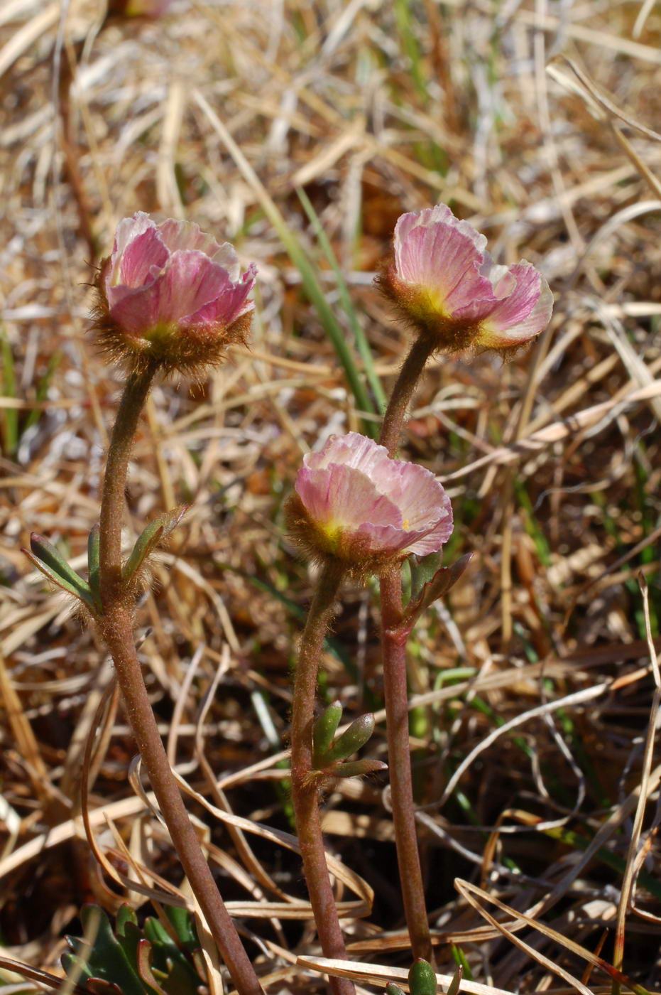 Image of Beckwithia chamissonis specimen.