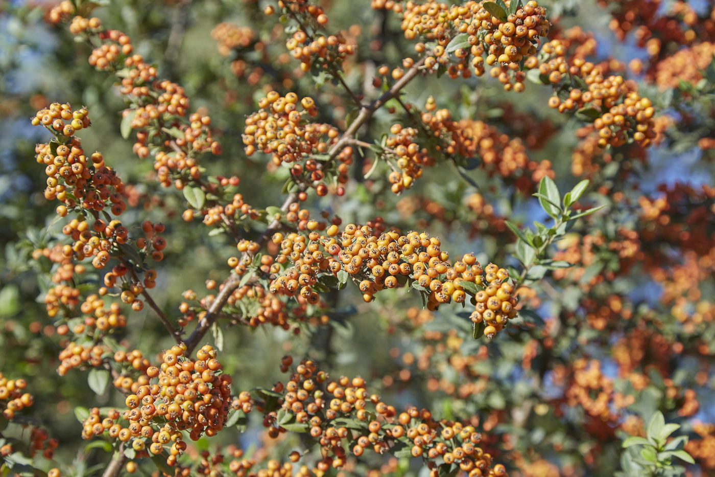 Image of Pyracantha coccinea specimen.