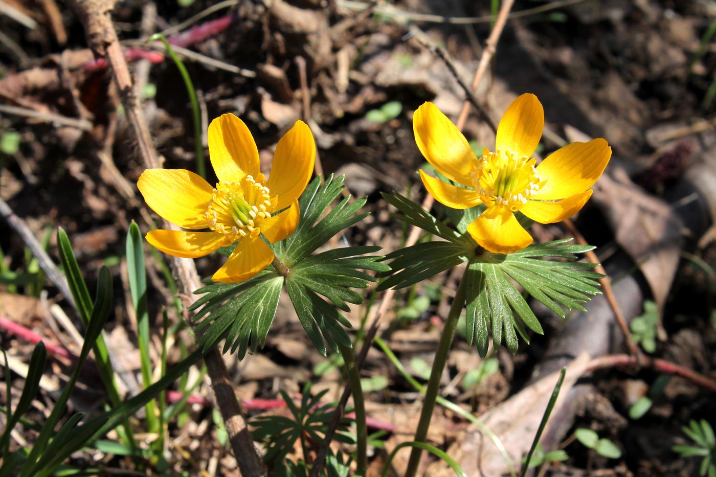 Image of Eranthis longistipitata specimen.