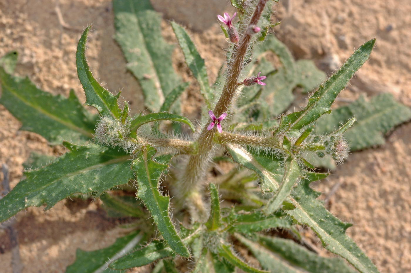 Image of genus Strigosella specimen.