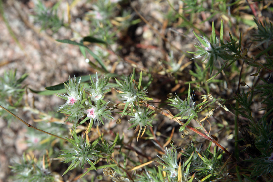 Изображение особи Polygonum paronychioides.