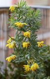 Genista linifolia. Ветвь с соцветиями (отломана от куста). Испания, автономное сообщество Каталония, провинция Жирона, комарка Баш Эмпорда, муниципалитет Сант-Фелиу-де-Гишольс, окр. пос. Пунта-Брава, прогалина в сосновом лесу. 18.04.2020.