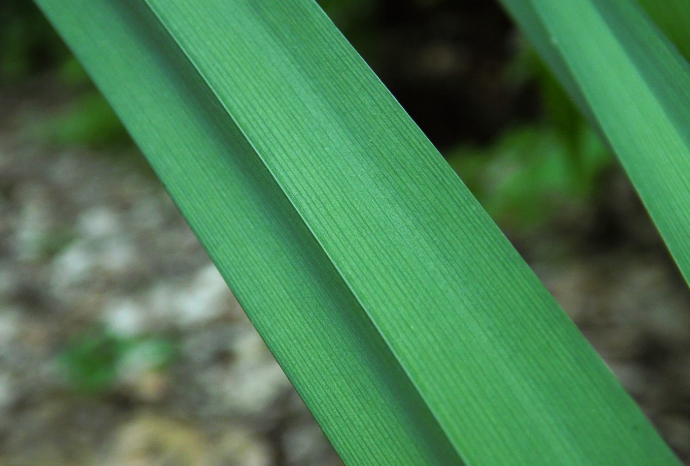 Image of Carex pendula specimen.