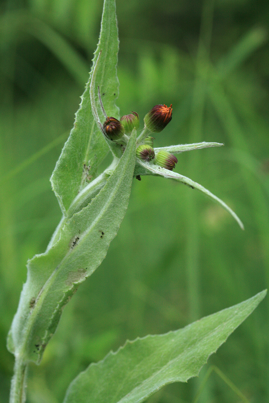 Изображение особи Tephroseris flammea.