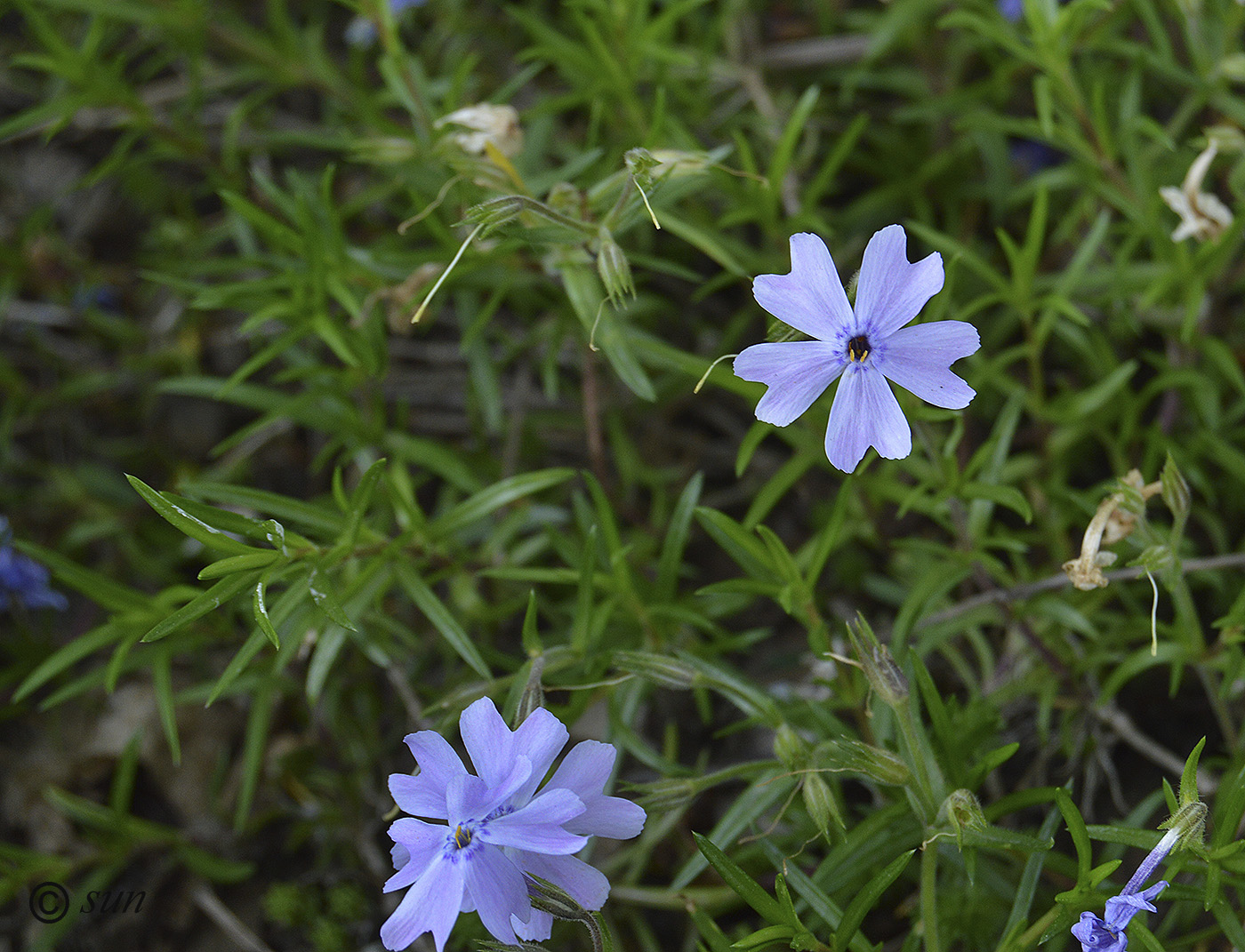 Image of Phlox subulata var. setacea specimen.