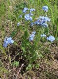 Myosotis imitata