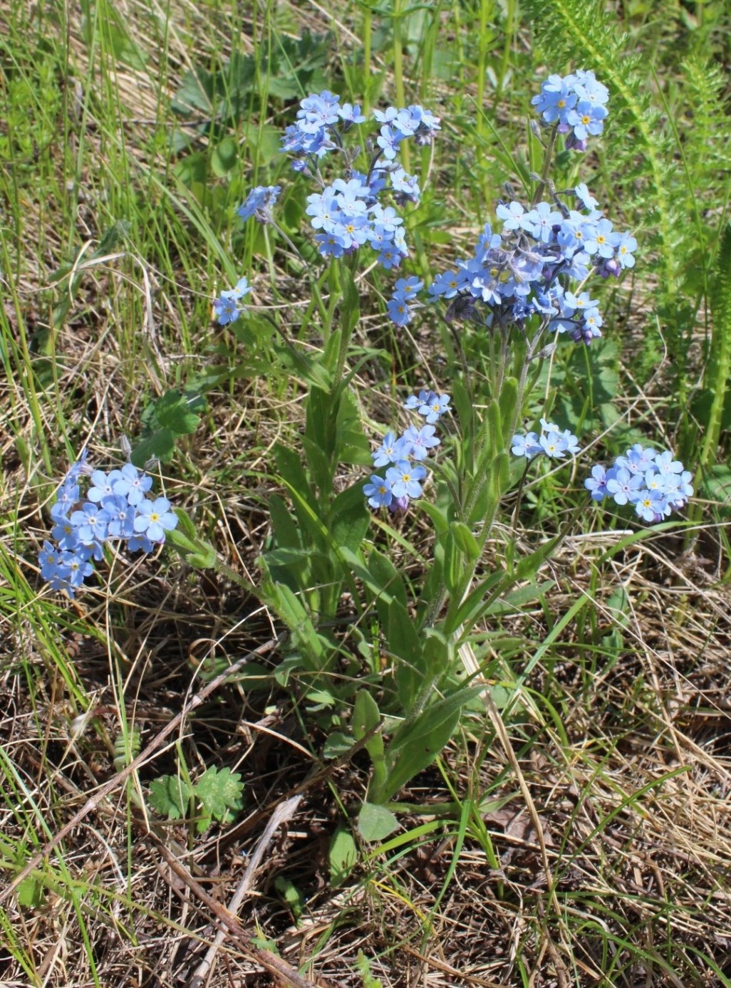 Изображение особи Myosotis imitata.