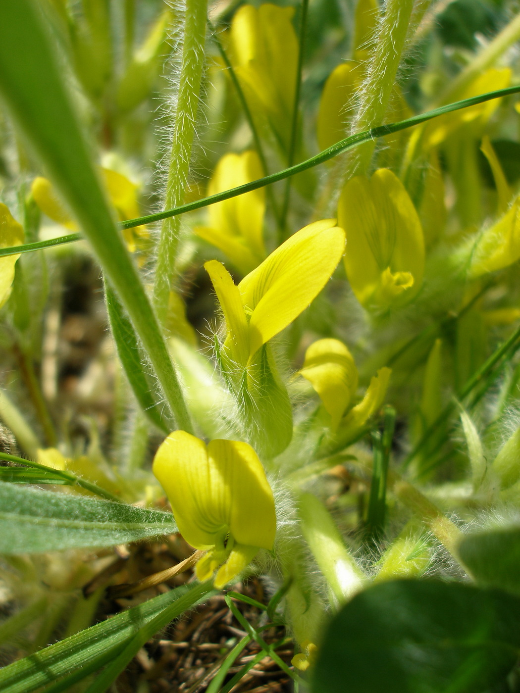 Image of Astragalus pubiflorus specimen.