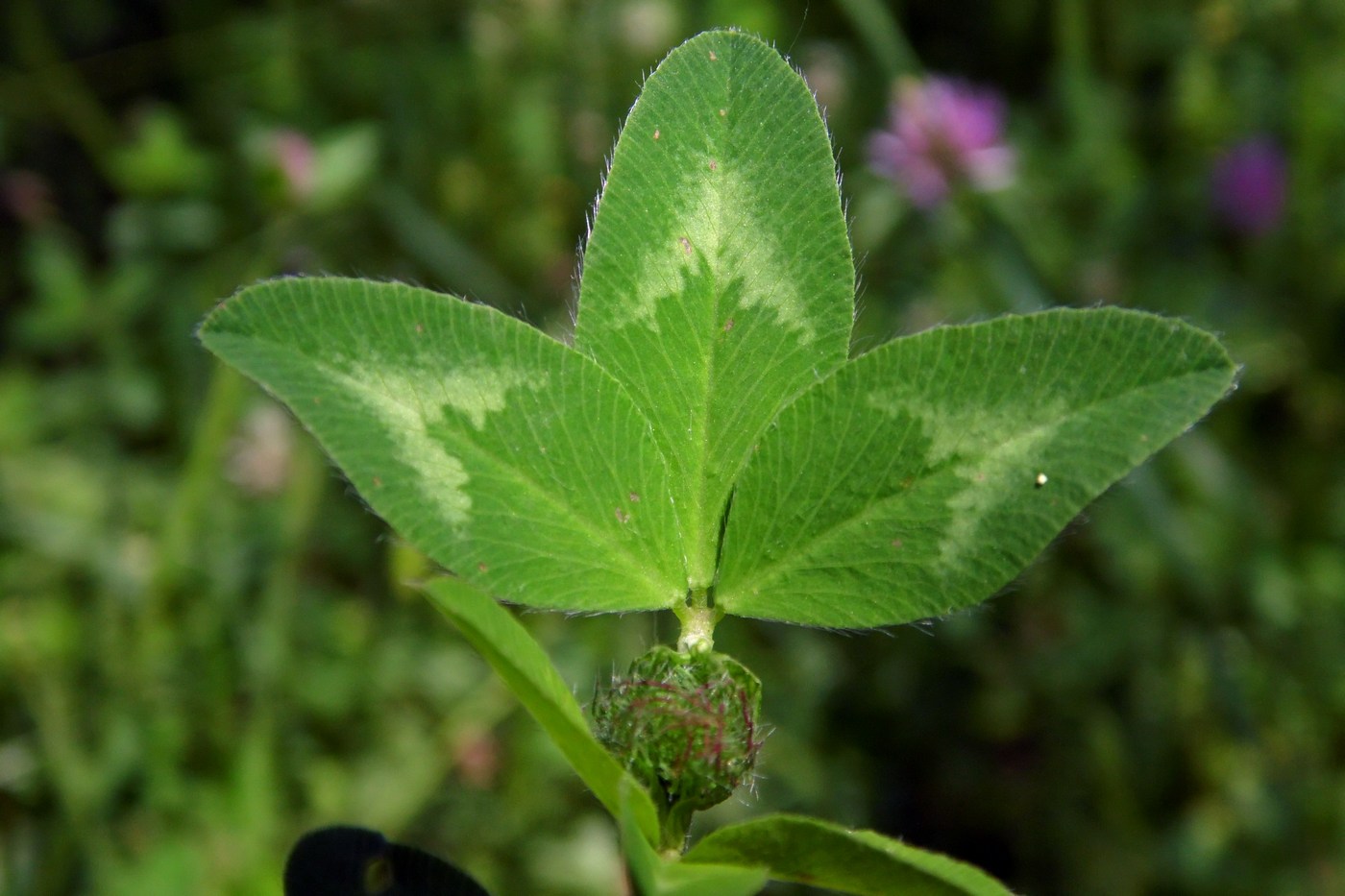 Image of Trifolium pratense specimen.