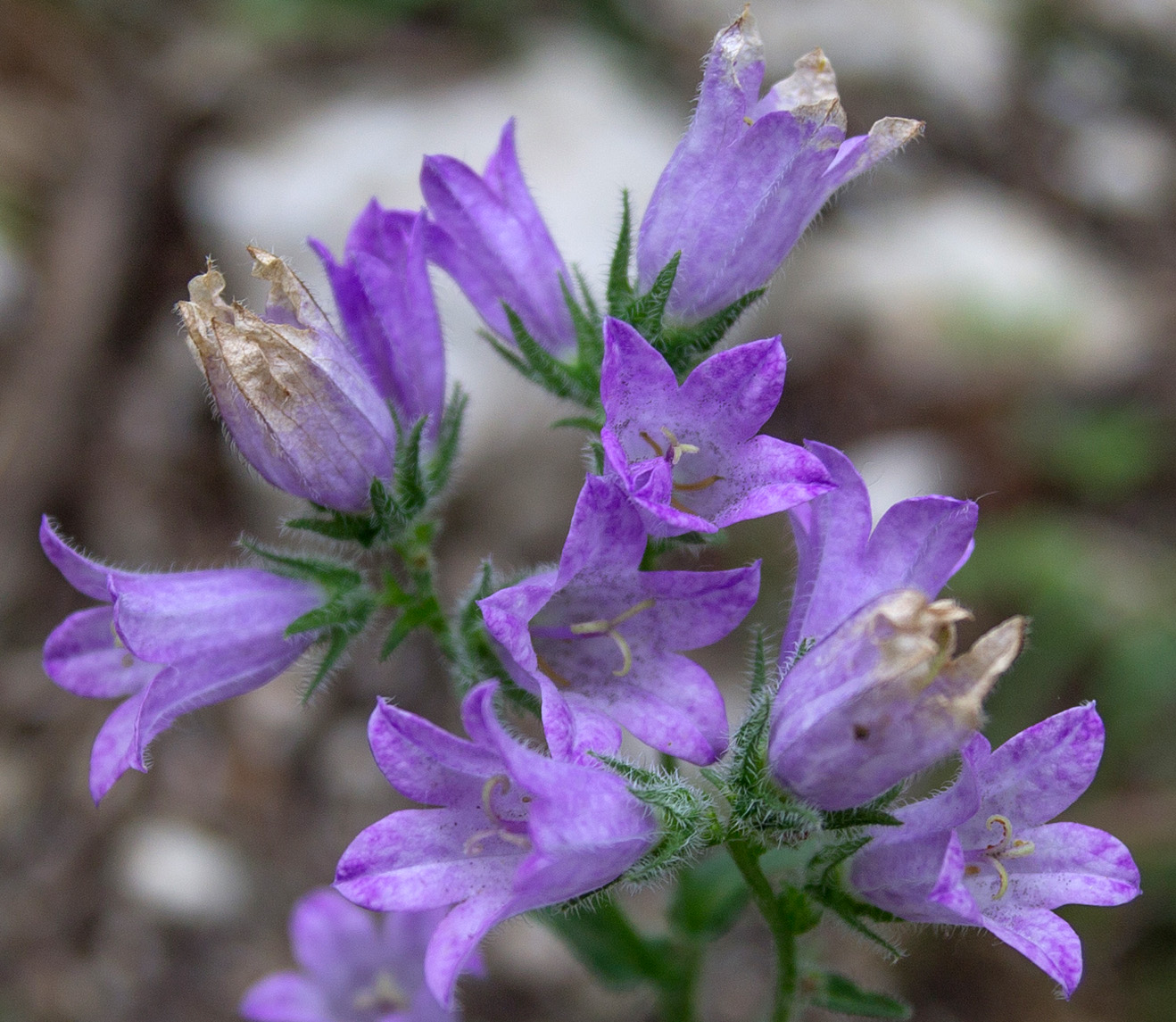 Image of Campanula komarovii specimen.