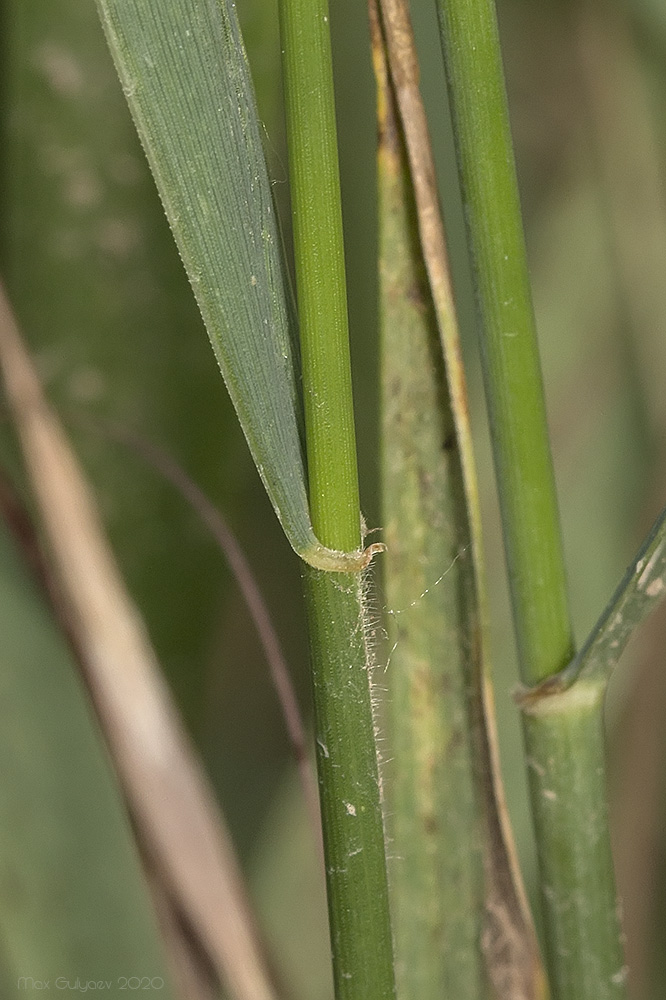 Изображение особи Elytrigia elongatiformis.