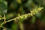 Salix pentandra. Соплодие. Ленинградская обл., Лужский р-н, окр. дер. Кемка, пойма р. Луга. 09.06.2010.