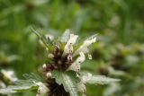 Lamium bifidum