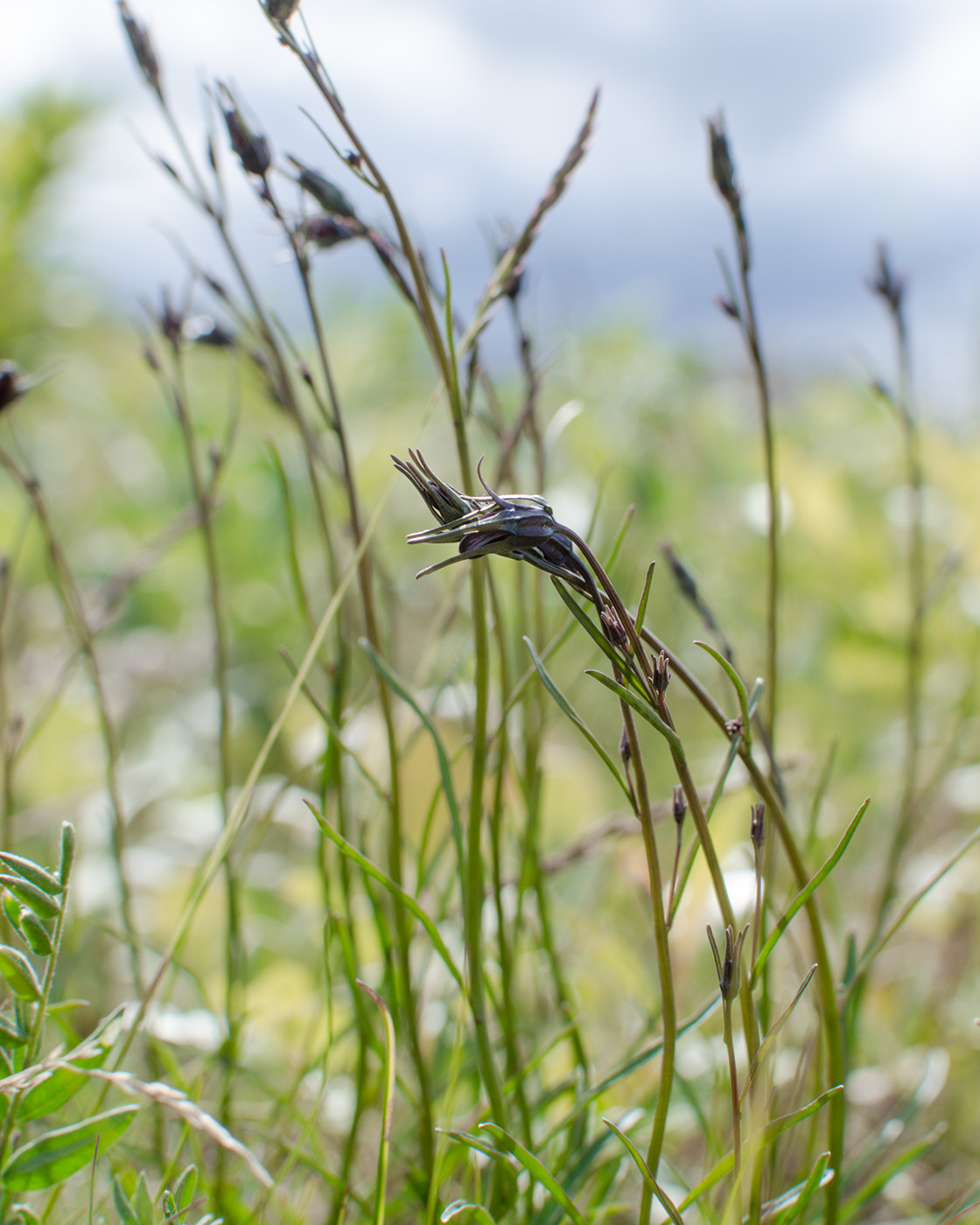 Image of Campanula rotundifolia specimen.