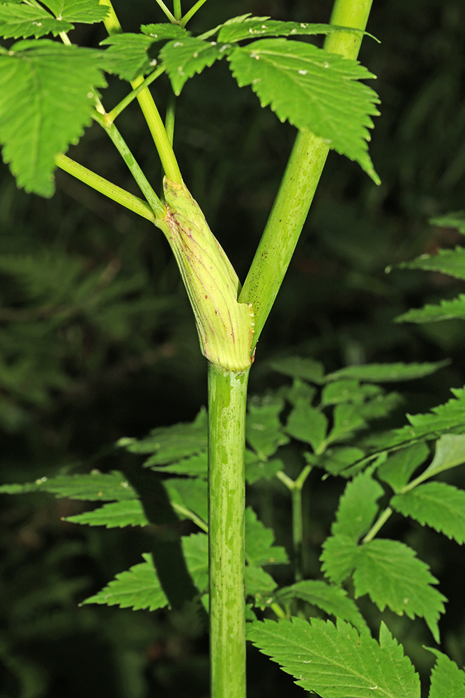 Image of Coelopleurum saxatile specimen.