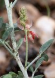 Indigofera heterotricha