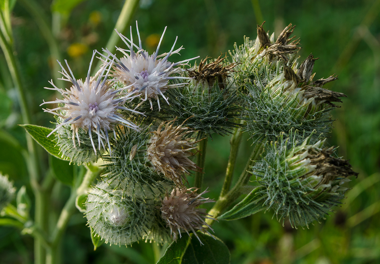 Изображение особи Arctium tomentosum.