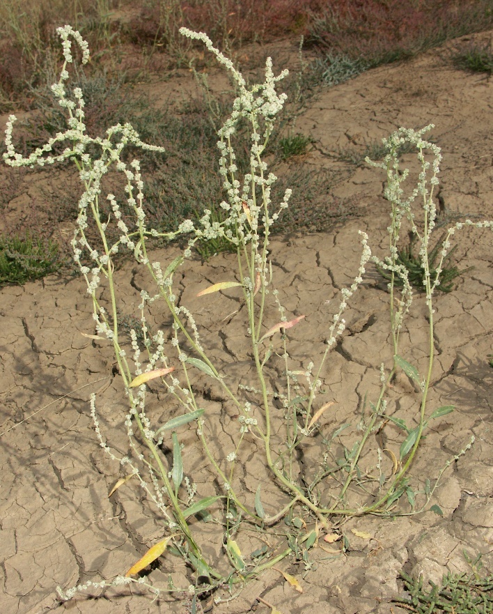 Image of Atriplex intracontinentalis specimen.