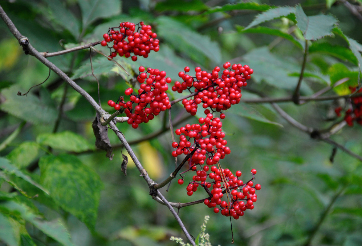 Изображение особи Sambucus racemosa.