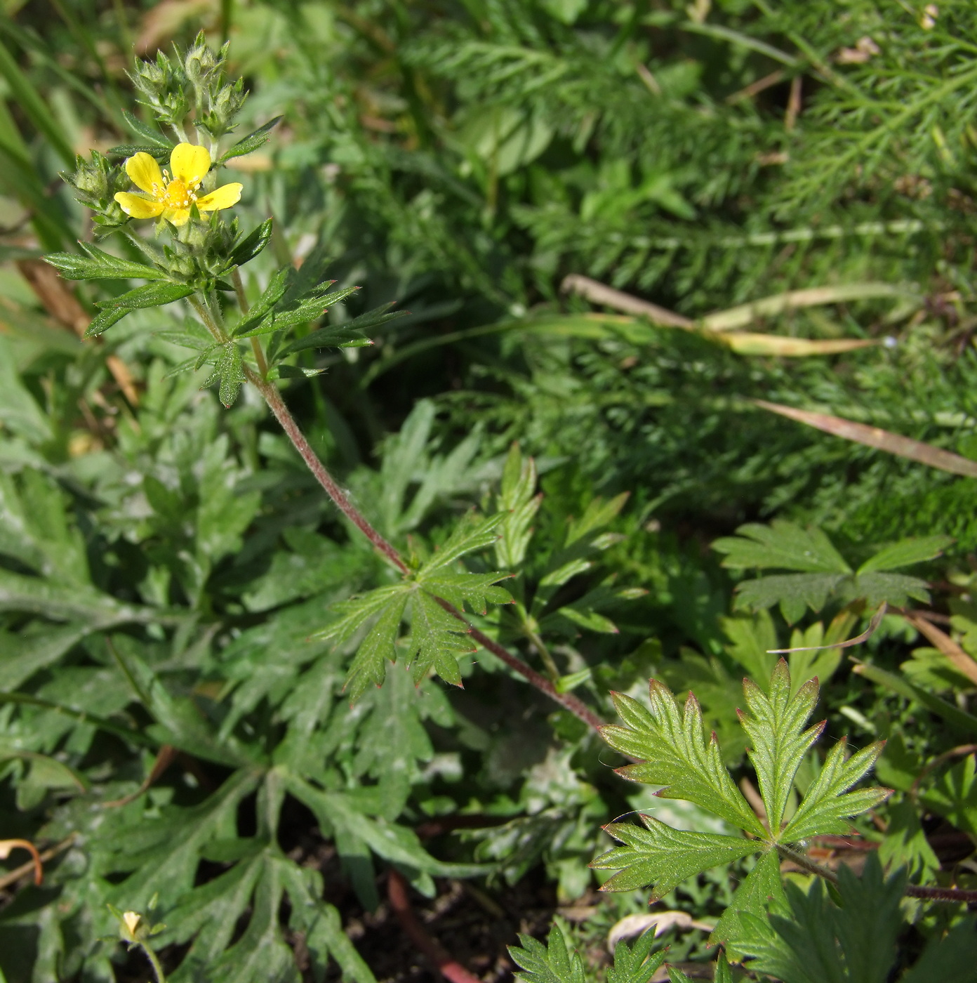 Изображение особи Potentilla argentea.