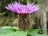 Centaurea kerneriana subspecies gheorghieffii