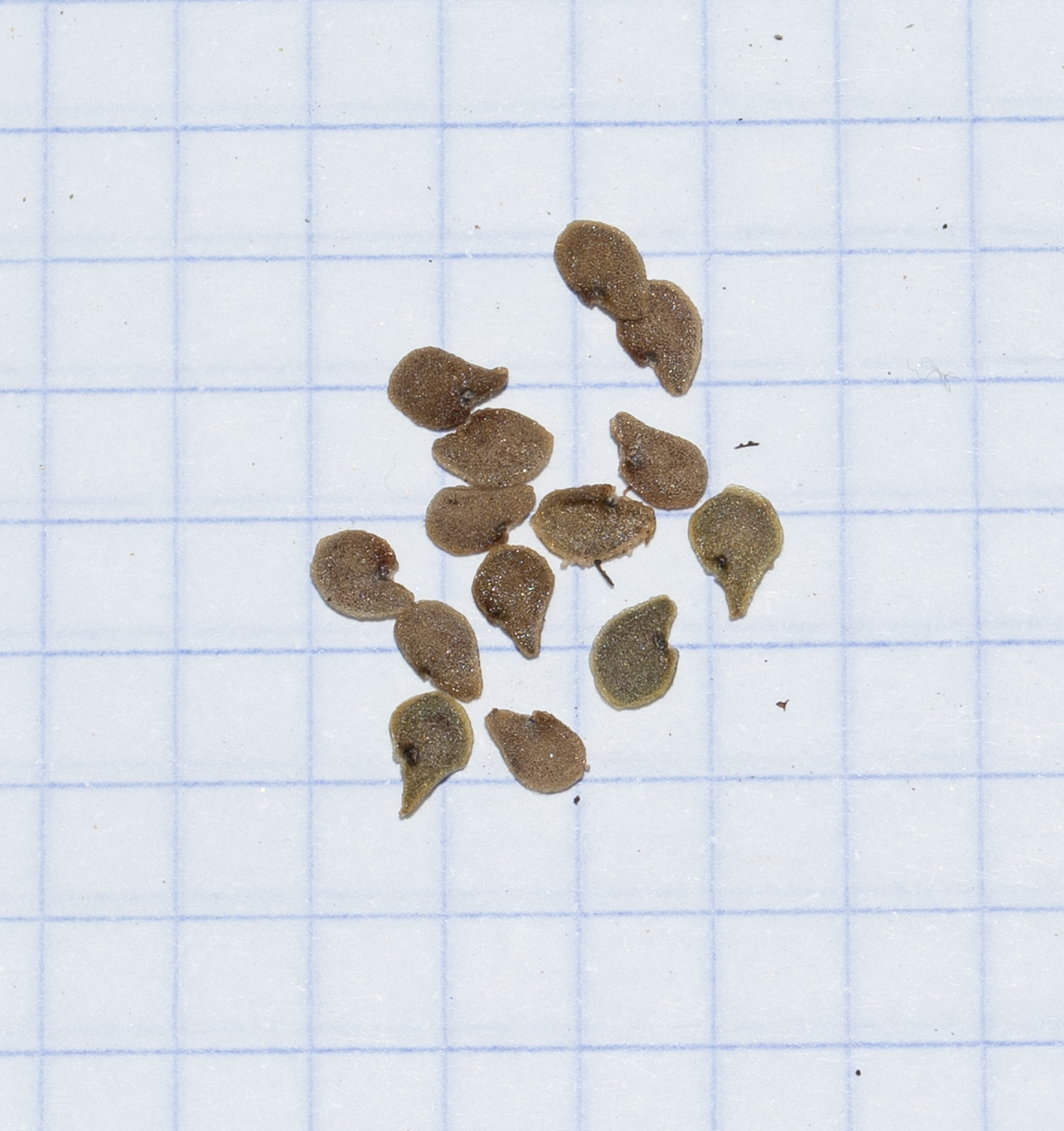 Image of Zygophyllum stapffii specimen.