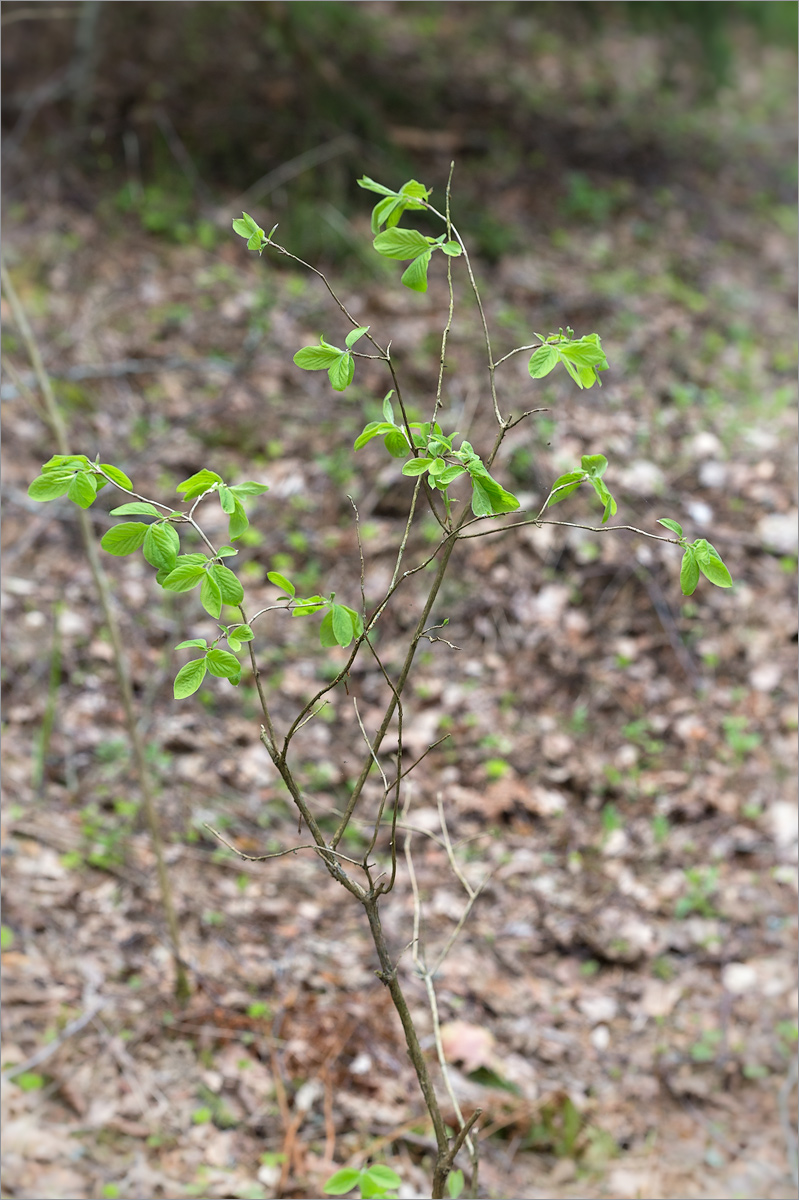 Изображение особи Lonicera xylosteum.