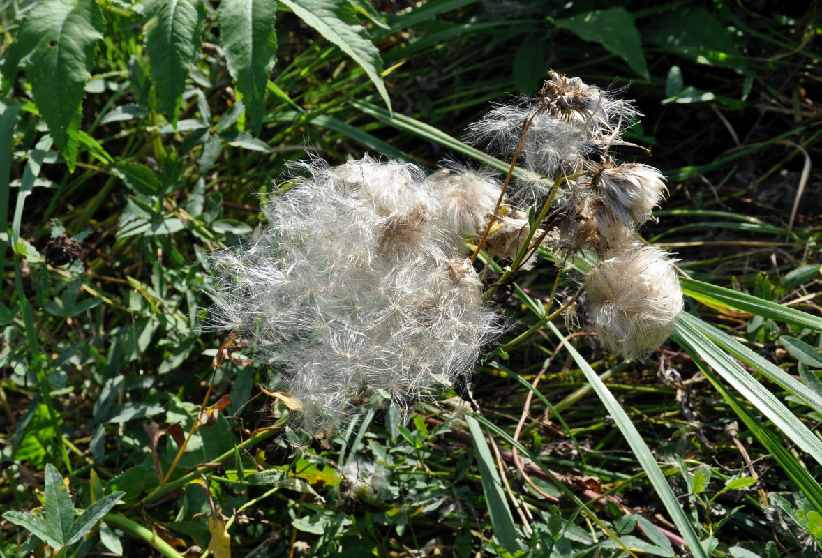 Изображение особи Cirsium arvense.