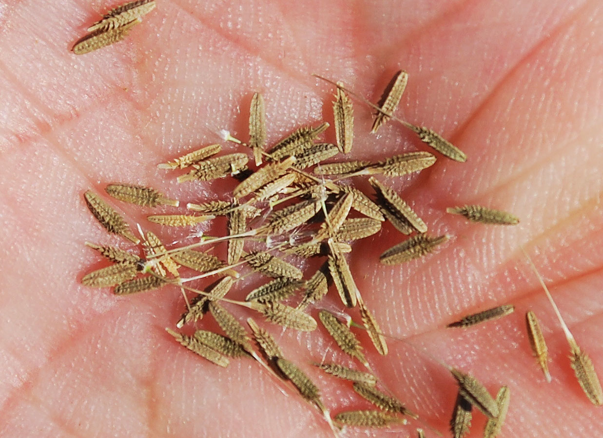 Image of Taraxacum monochlamydeum specimen.