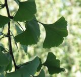 Ginkgo biloba. Часть ветви с листьями. Север Краснодарского края, Кущёвский р-н, хут. Гослесопитомник, аллея. 29.09.2010.