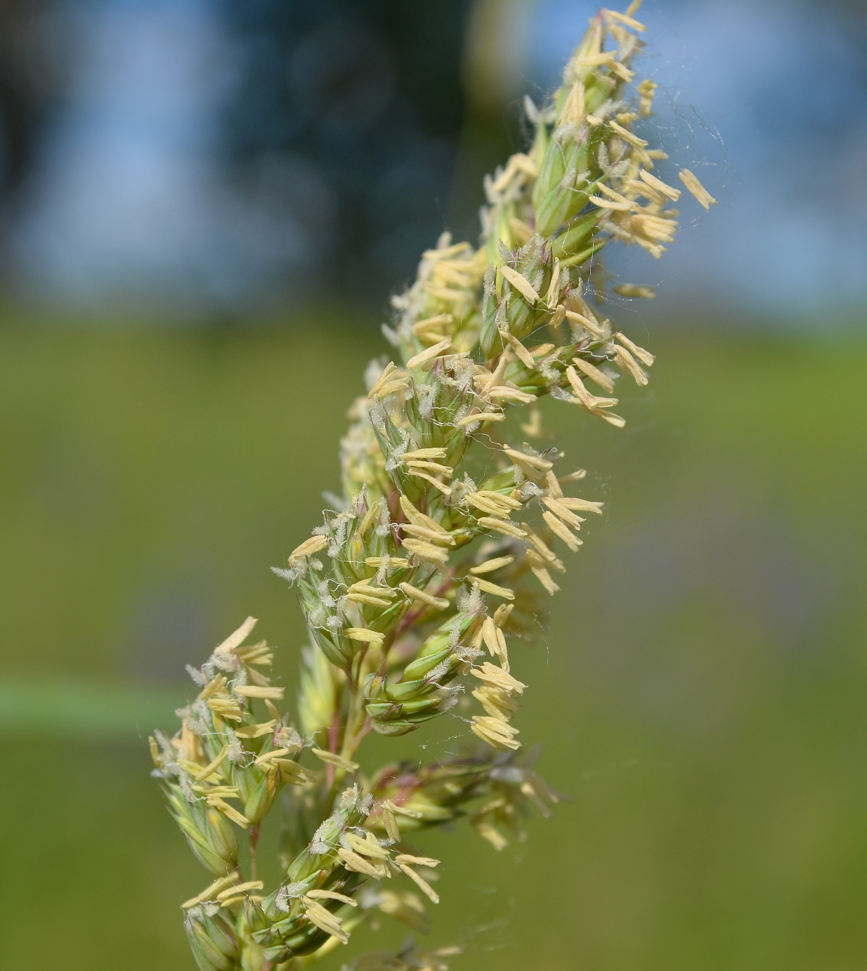 Изображение особи Phalaroides arundinacea.