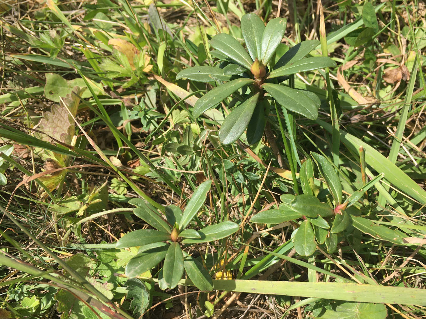 Image of Daphne glomerata specimen.