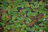 Potamogeton natans