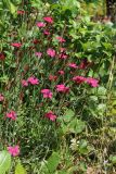 Dianthus deltoides. Побеги с цветками и плодами. Ленинградская обл., пос. Дубки, в культуре. 28.06.2020.