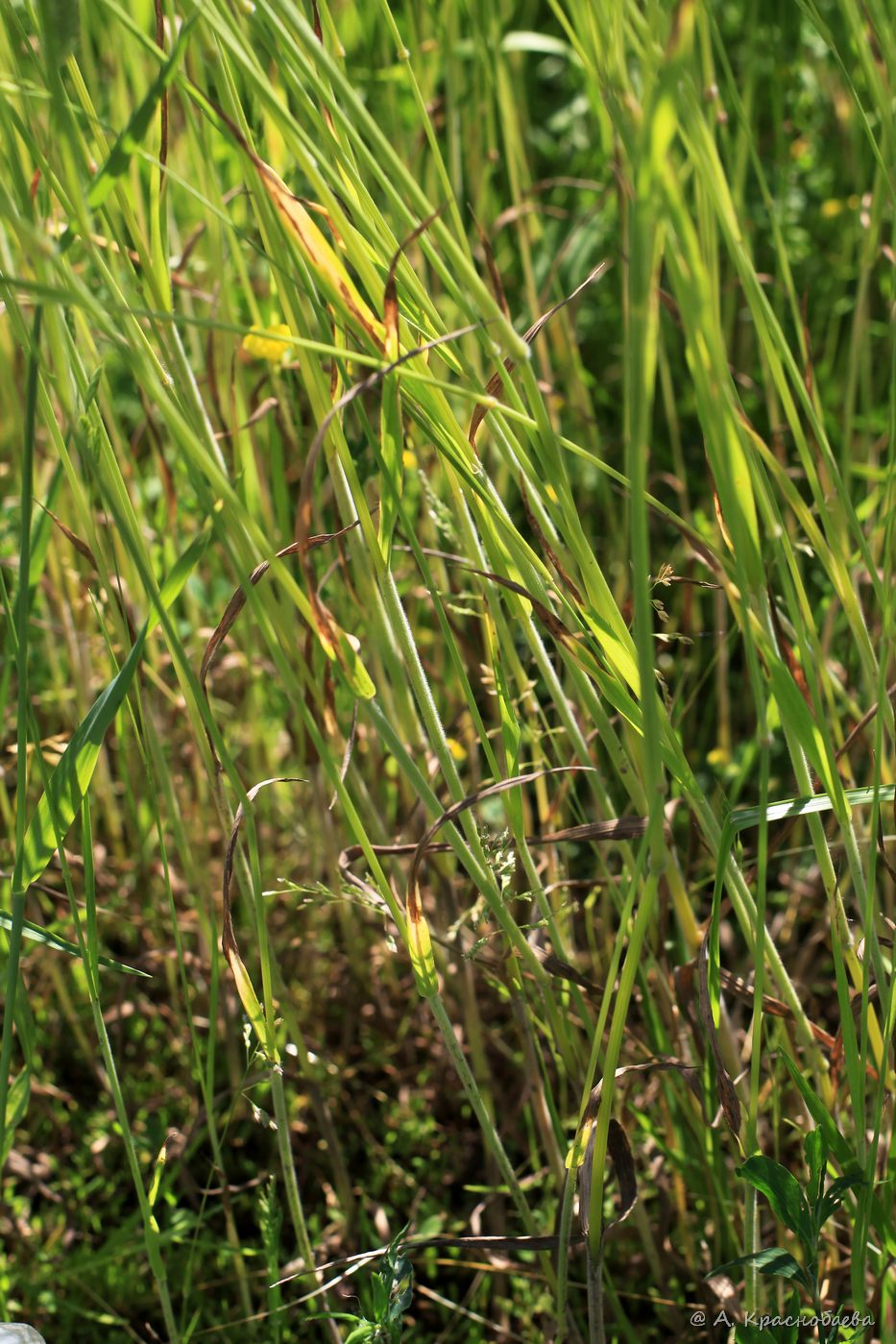 Image of Bromus arvensis specimen.